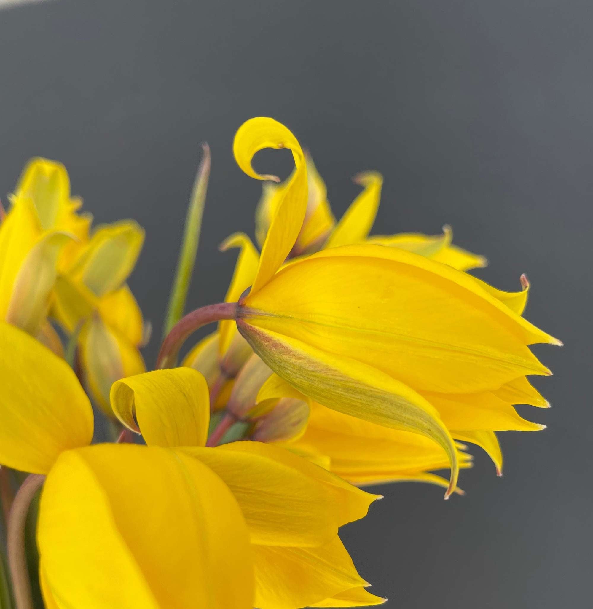 Tulpe 'Sylvestris'